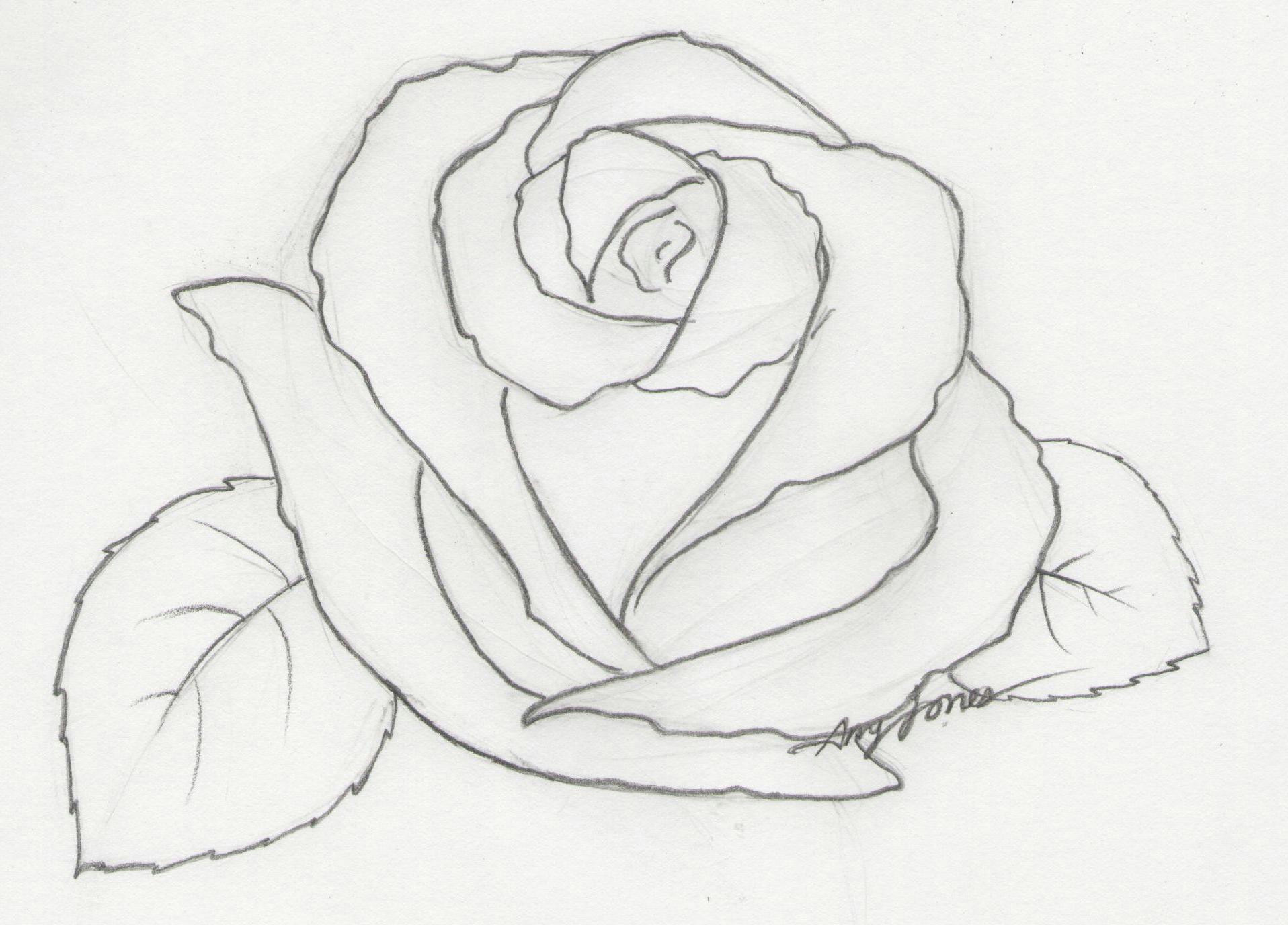 roses drawings