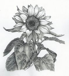 image t6 jpg 640a 703 pixels sunflower sketches sunflower drawing sunflower art