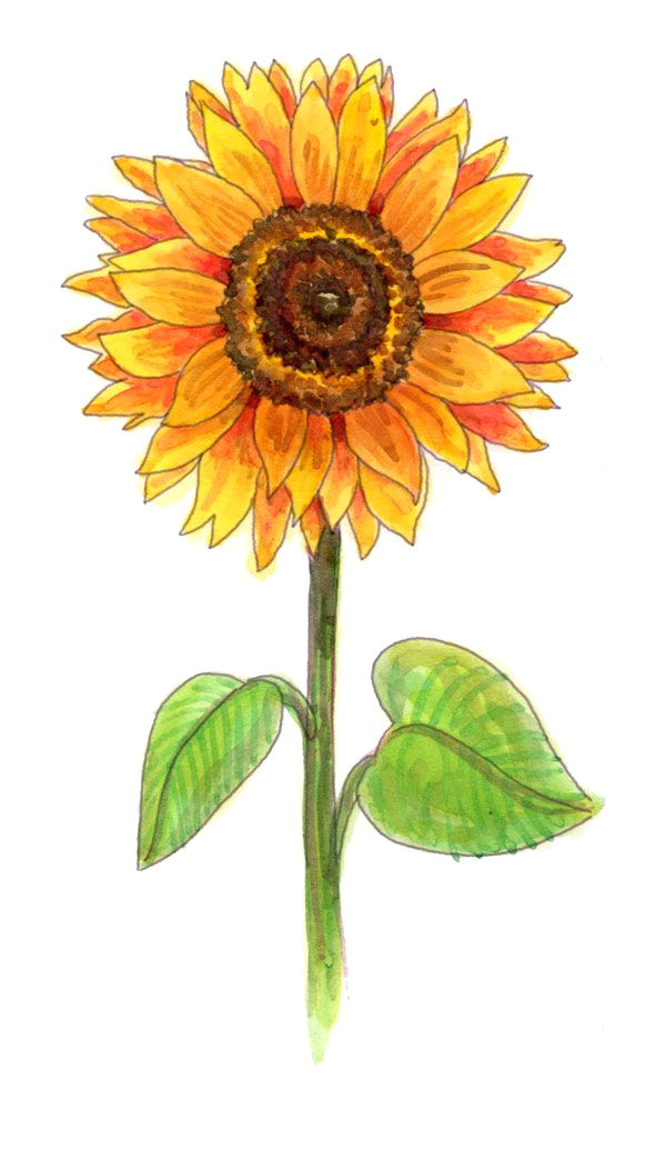 i love sunflowers they are such happy plants drawing them can be fun easy use these directions also here are some fun facts about these gorgeous