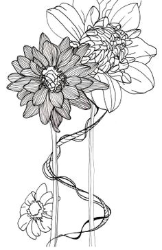 line drawing flowers dahlias