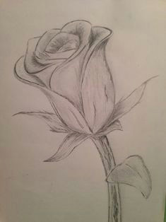 a rose