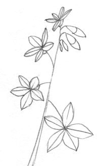 draw a spring beauty wild flower flower line drawings easy drawings doodle drawings