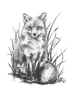 charcoal fox drawing archival art print 8x10 by naturesmiled pencil drawings of animals charcoal art