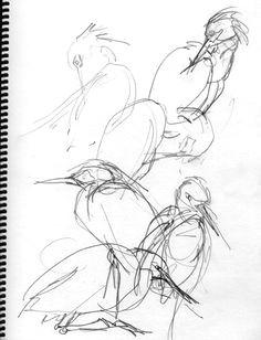 snowy egret gesture drawings bird drawings animal drawings drawing sketches pencil drawings