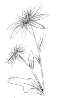 how to draw a flower