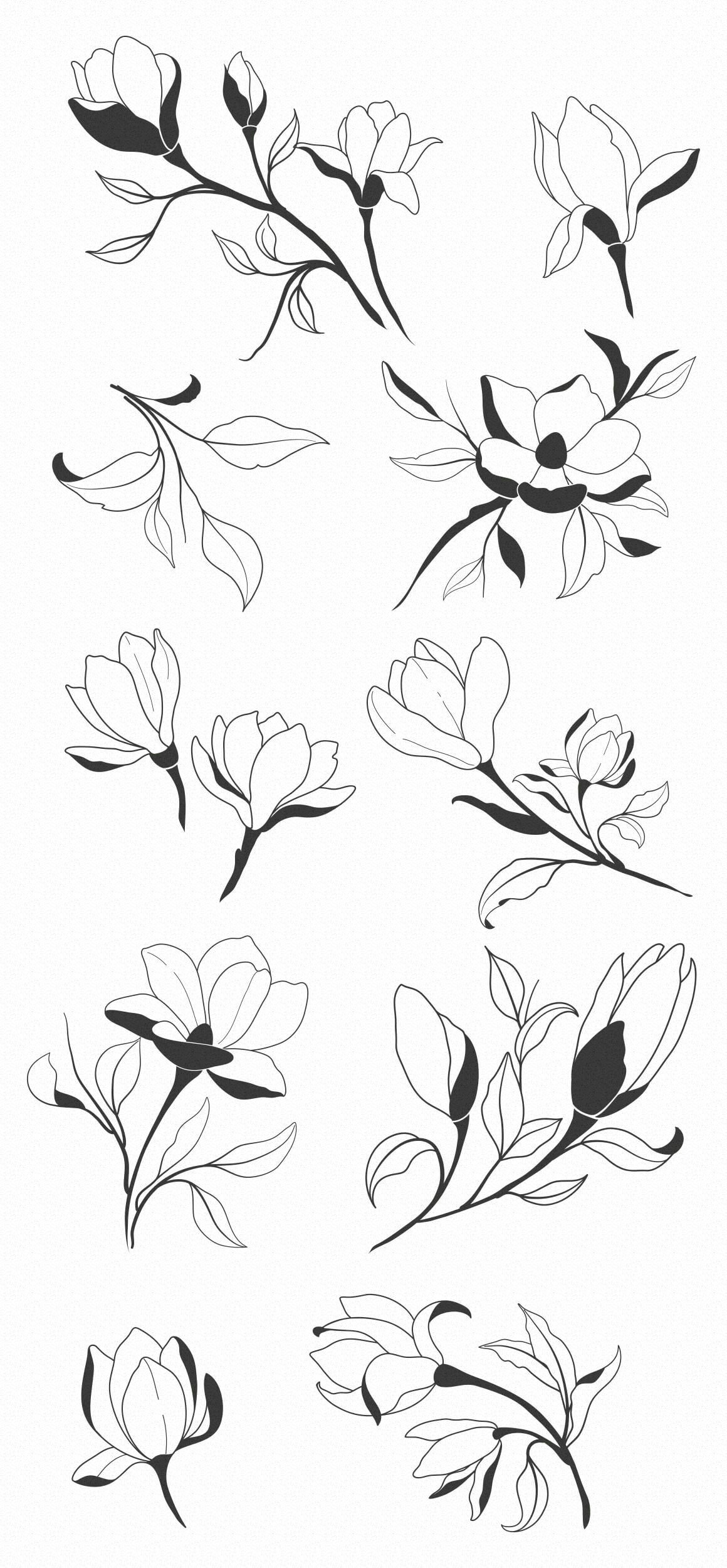 hand sketched magnolia design elements vector graphic
