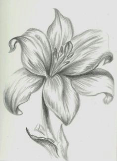 orquidea dibujo a lapiz buscar con google drawing flowers flower pencil drawings simple