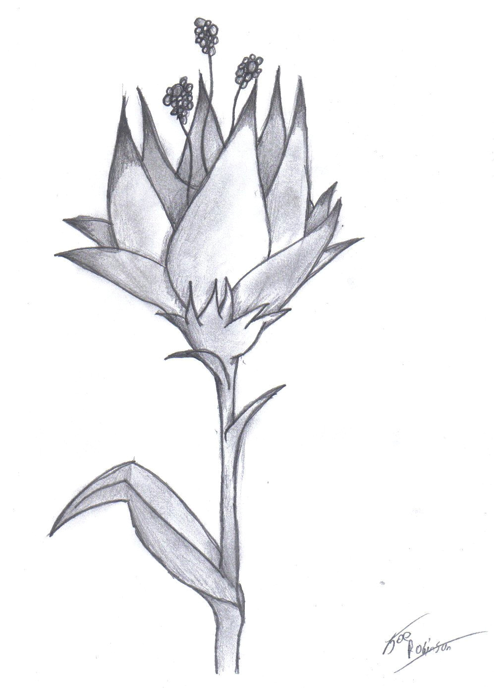 pencil drawing of a flower amazing pencil drawings flowers