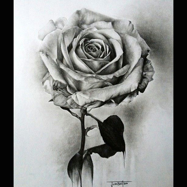 black and white rose pencil sketch josh beatson