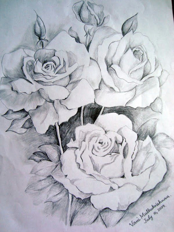 flower drawings thanks to graphite pencil drawings by suzanne schaefer
