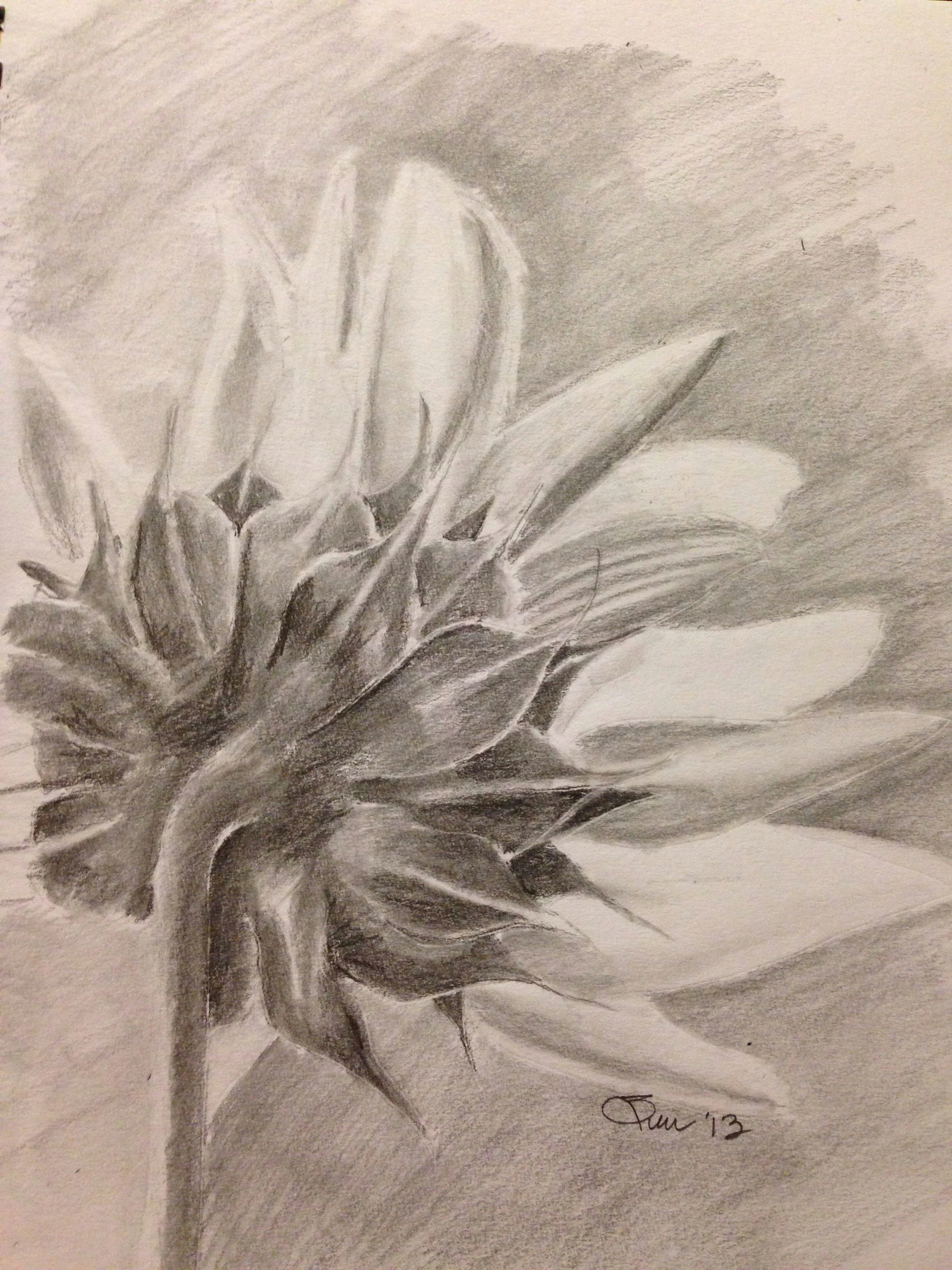 sunflower pencil drawing art