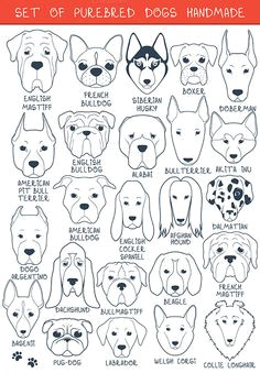 set 24 breeds dogs handmade graphics set of 24 dogs of different breeds handmade icons with dogs a sketch of animals dood by modern vector
