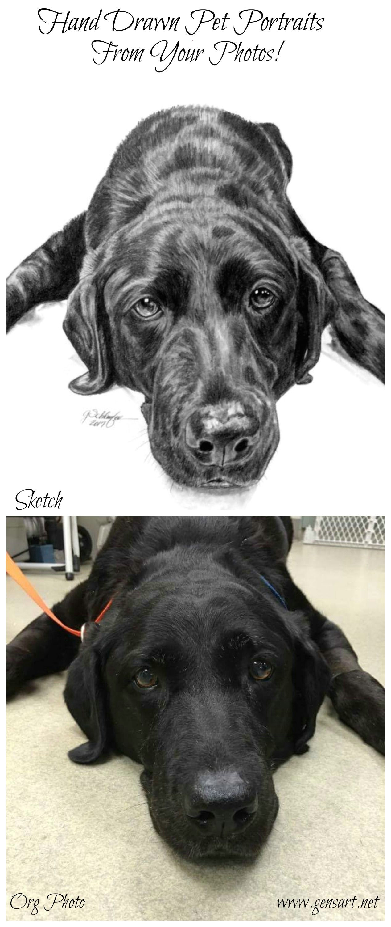 hand drawn pencil pet portraits highly detailed renderings of your beloved pets let genevieve schlueter create a one of a kind piece for you or a loved