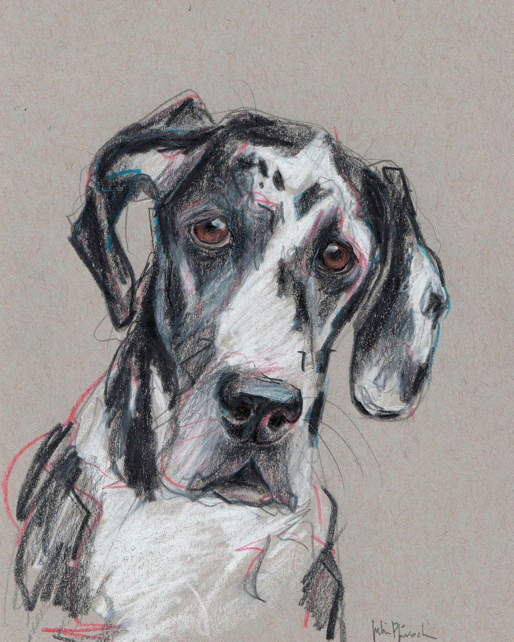 spock pet portrait hand drawn commission art by julie pfirsch great dane