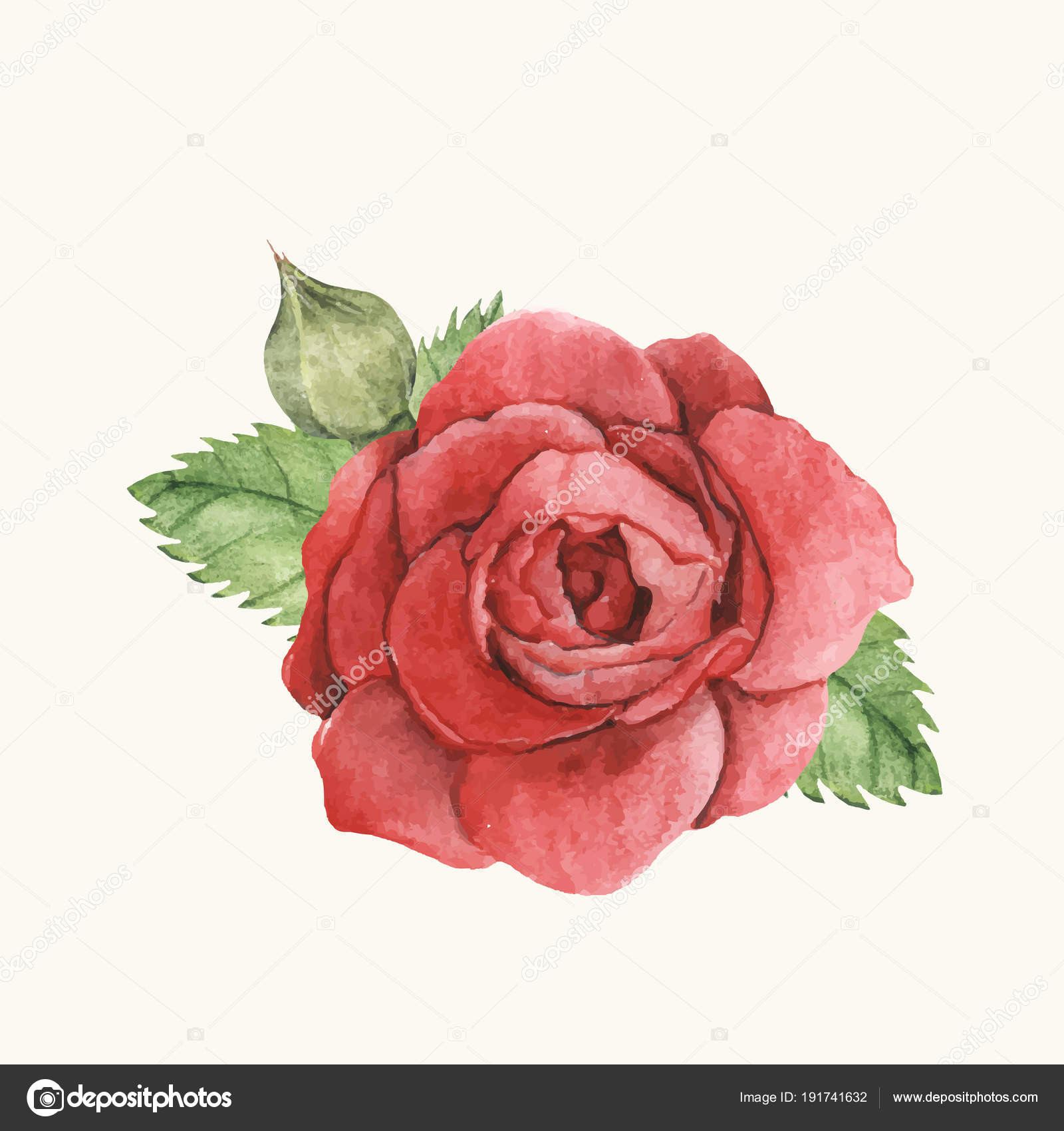 hand drawn red rose isolated stock photo