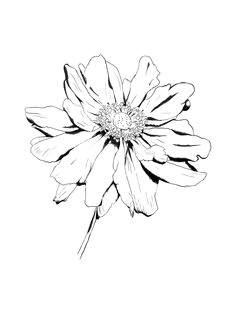 flower drawing