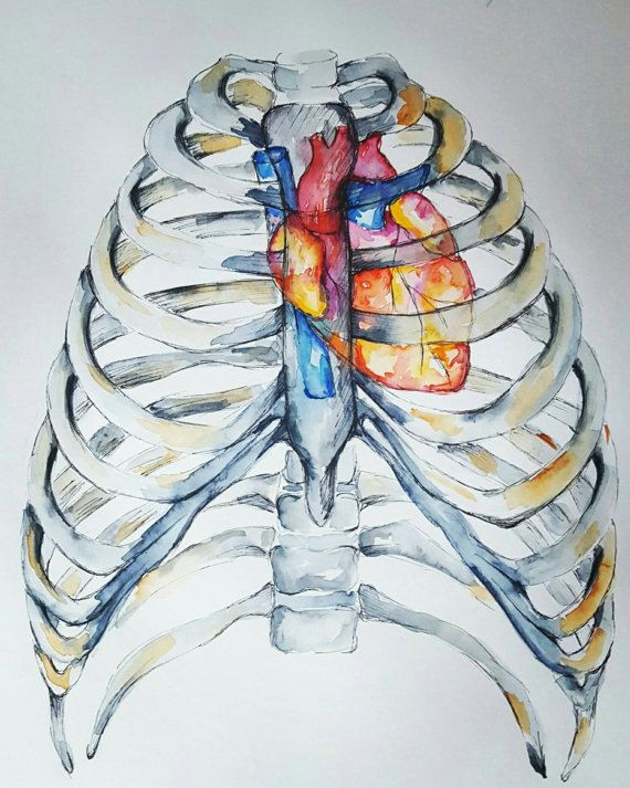 watercolour anatomy art heart in ribcage