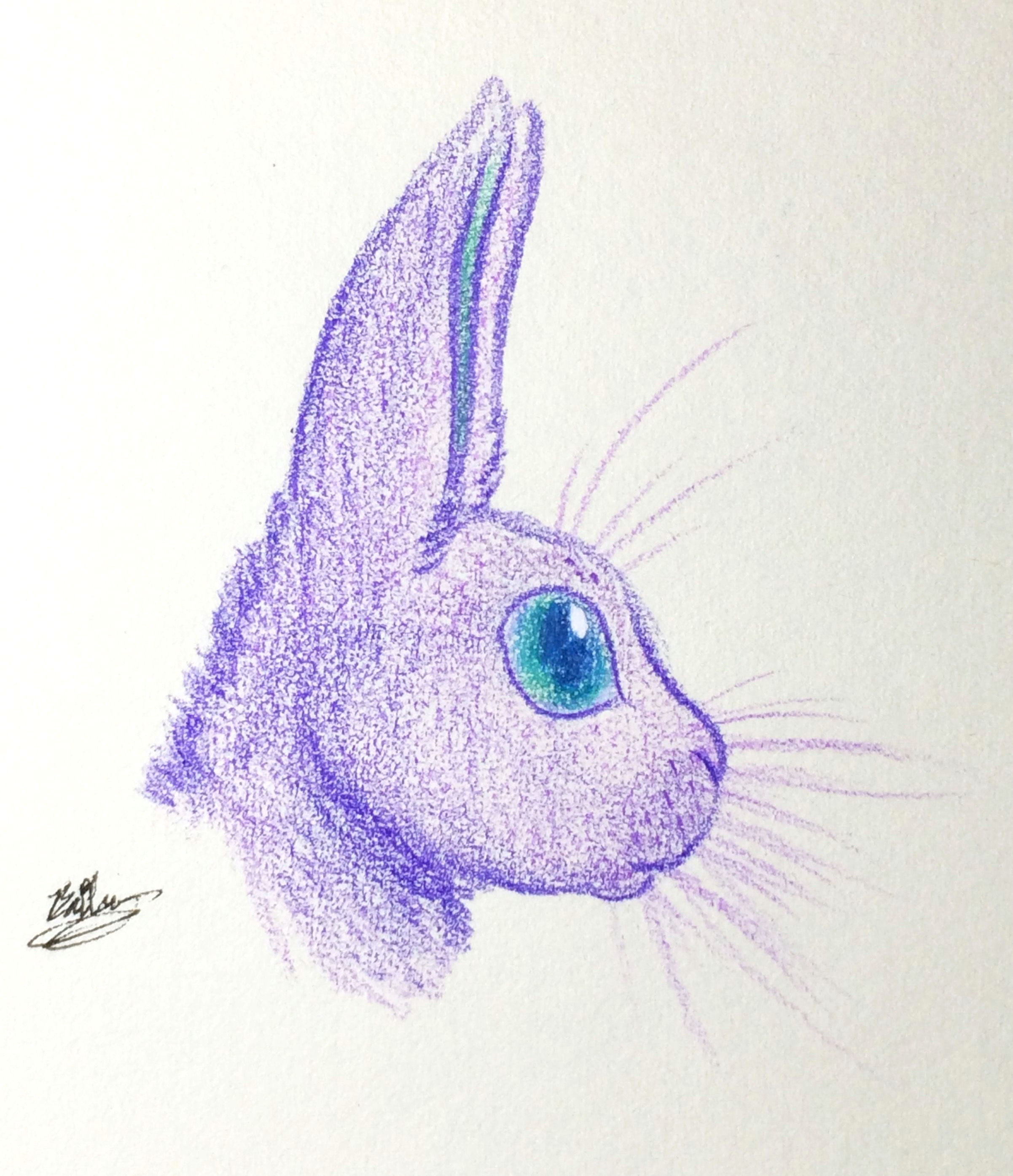 here s the original of that bunny sketch my favorite color is purple and my favorite animal s are rabbits
