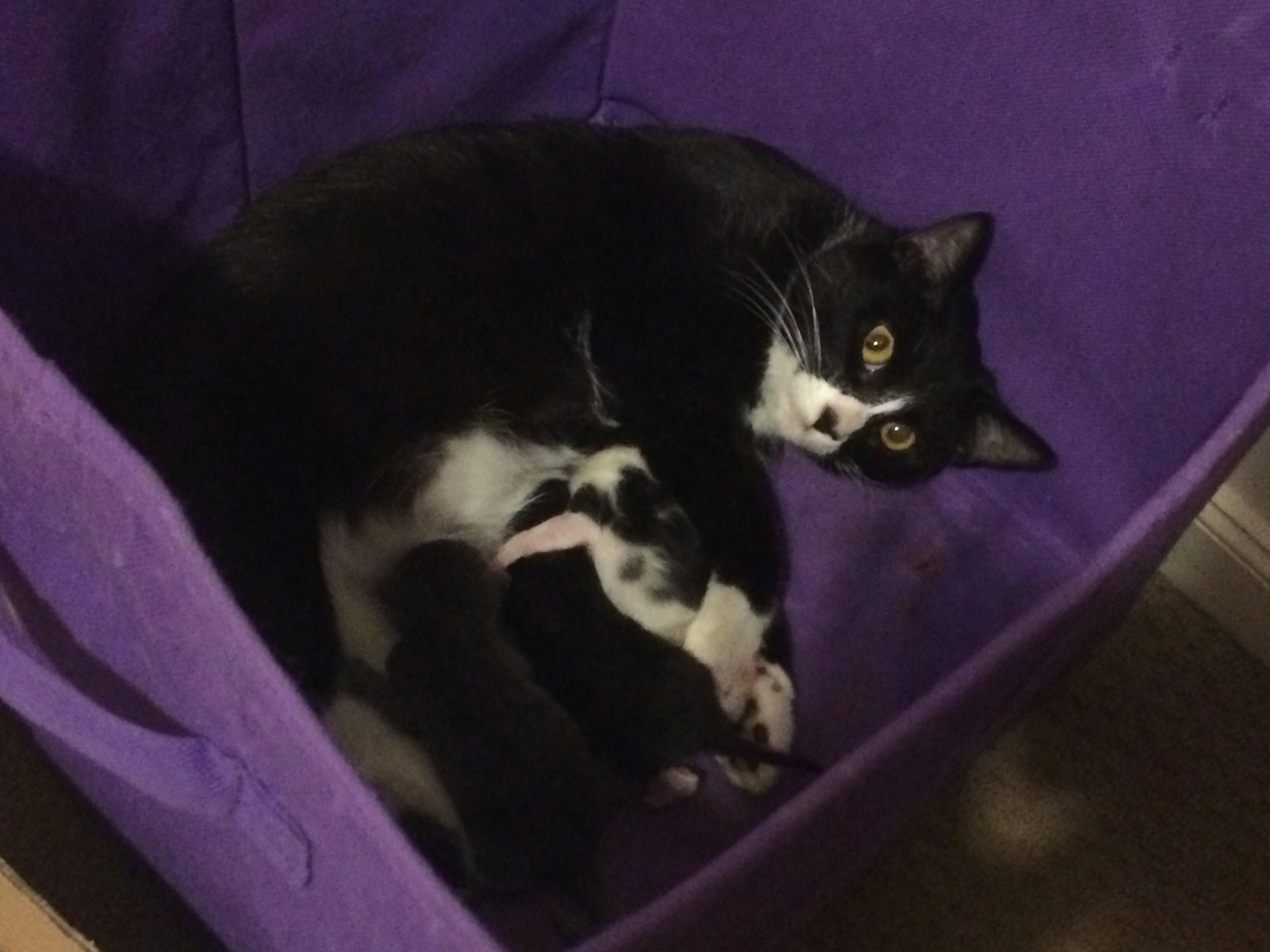 my cat quietly gave birth to 3 kittens while i was playing mario party here s a picture of the proud mother on the day she gave birth cats funny pictures