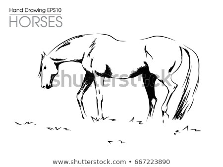 hand drawn vector illustration od horse on meadow