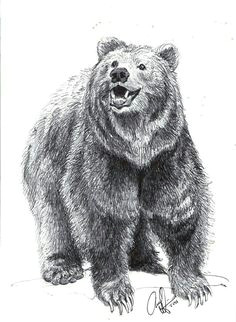 pencil drawing bear face drawing grizzly bear drawing animal drawings pencil drawings