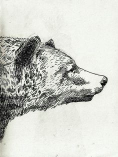 bear sketch bear sketch bear tattoos bear illustration bear art