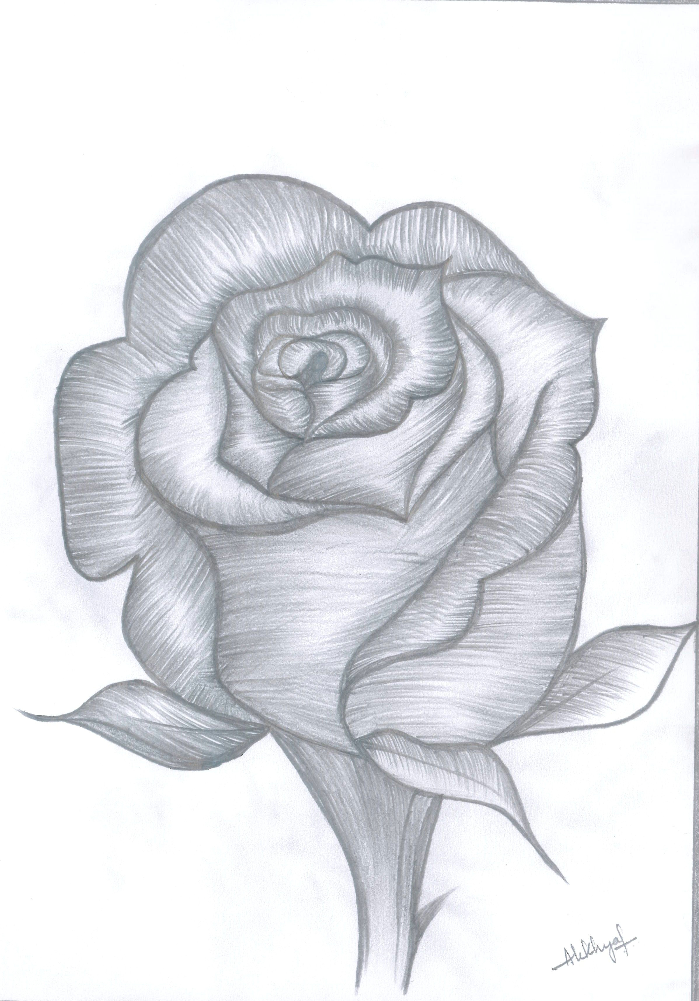rose bud rose buds pencil drawings sandro graphite drawings color pencil drawings