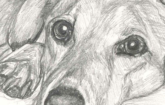 custom pet portrait close up in graphite by deb by waghappyart 100 00 graphite pet
