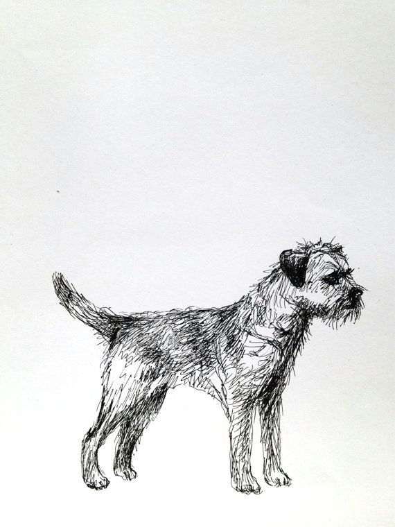 border terrier dog sketch ink on paper by karen of tintabernacle