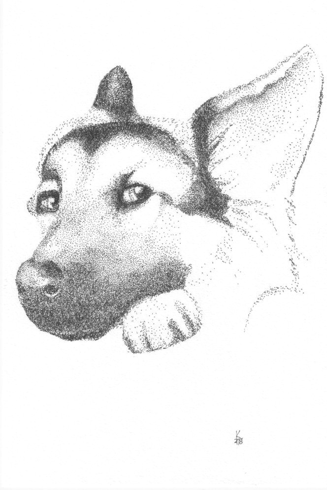 german shepherd pointillism drawing by kc gillies