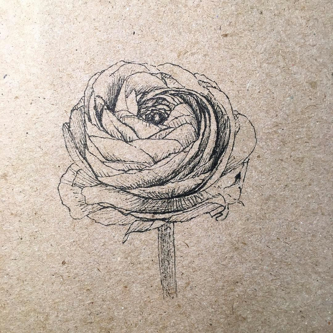 ranunculus ink drawing by alla ilena a kova