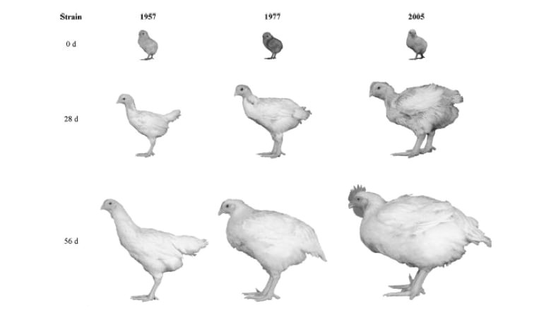 chicken sizes from 1957 1978 and 2005 from the journal of poultry science journal of poultry science