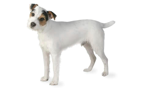 jack russell terrier