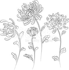 chrysanthemum chrysanthemum drawingcrysanthemum