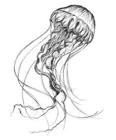 browse jellyfish photo drawing created by professional drawing artist you can also explore more drawing images under this topic and you can easily this