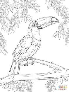 toco toucan coloring page supercoloring com free printable coloring pages coloring book pages