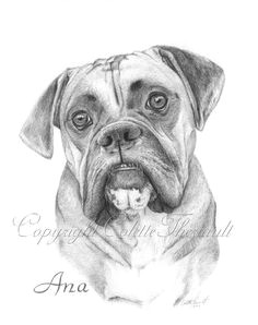 puppy images artwork images sketch painting pencil drawings dog drawings dog