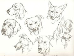 dog drawings maybe i can find some not sketches eventually gt dog