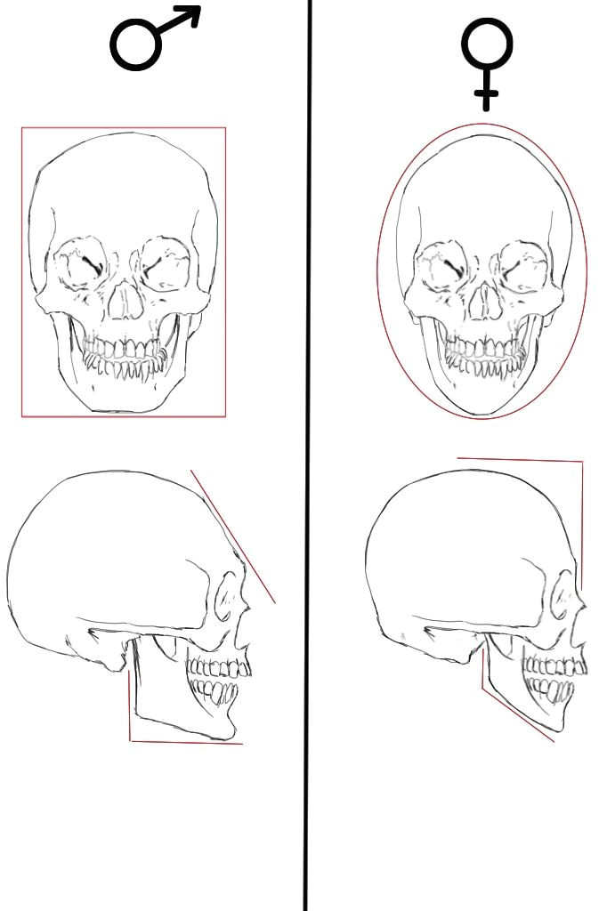 this drawing shows the differences between a male and female skull the mena s