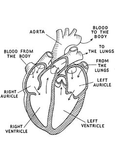 us wp content uploads 2015 11 black and white diagram of the human body heart diagram labeled