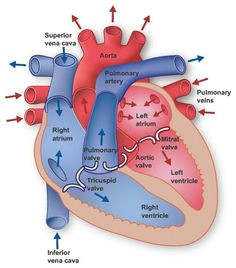heart human heart diagramsimple