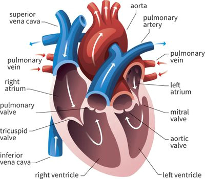heart valves and heart sounds