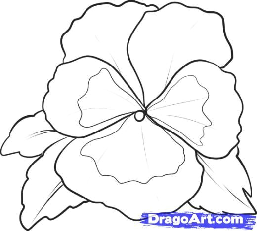 learn how to draw a pansy flowers pop culture free step by step