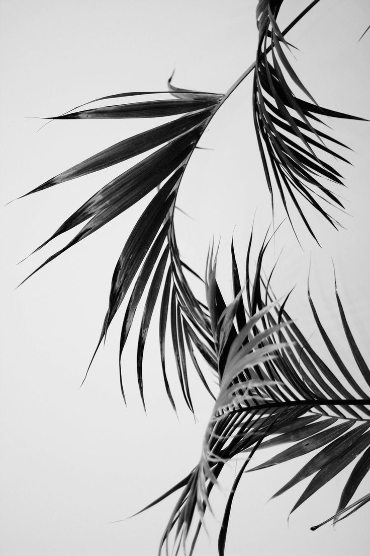 black and white palm tree leaves