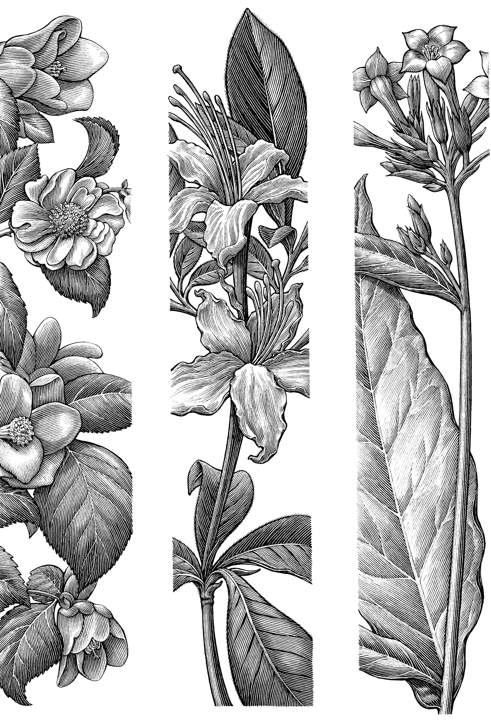 pin by amarie m on art in 2019 botanical gardens drawings botanical art