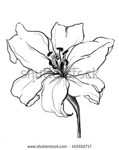 image result for botanical watercolor on black background white lily flower white lilies how