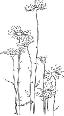 oxeye daisy coloring page from daisy category select from 20946 printable crafts of cartoons nature animals bible and many more