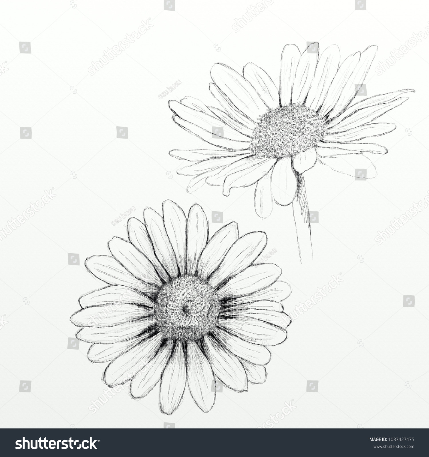 hand drawn daisy flower