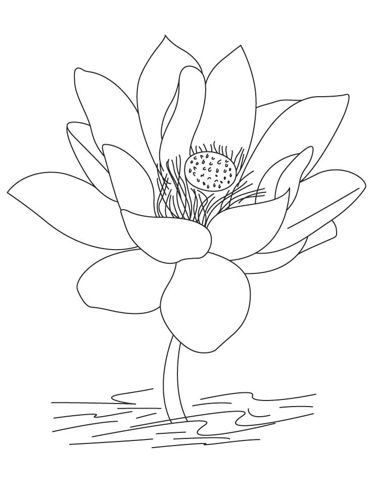 lotus flower coloring page