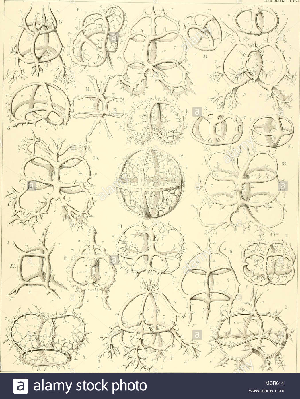 ich raeckel und a gilrsch det 1 4 zygostephanus 5 6 ac anth 0d e s m ia 7 13 tr i s te p h a n i u m 14 17 acrocubus 18 20 toxarium im 22